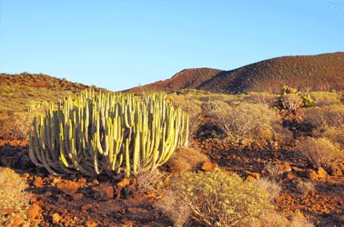 Tenerife Natuur