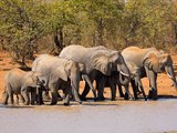 zuid-afrika olifanten